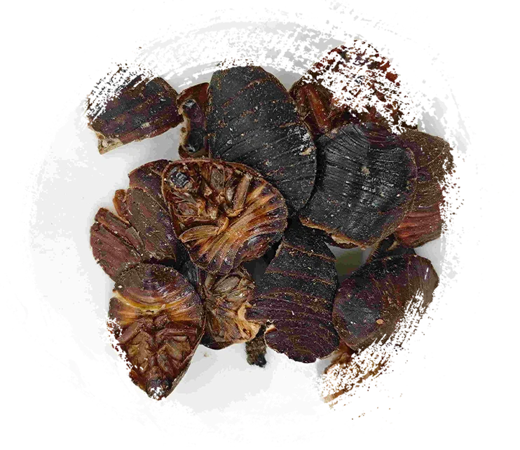 Beetle moulu (tǔbiēchóng)