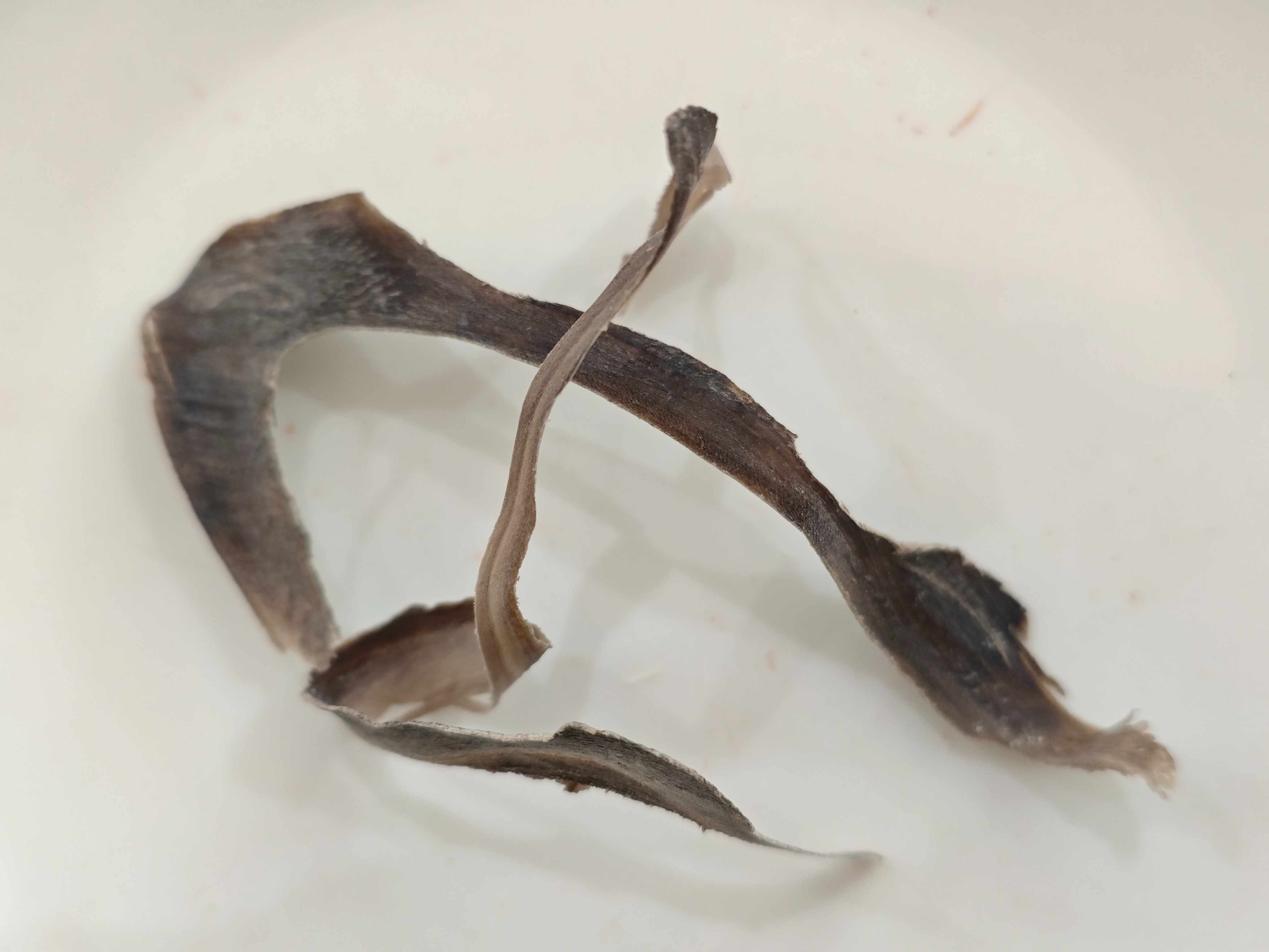 Corne de buffle d'eau (shuǐniújiǎo)