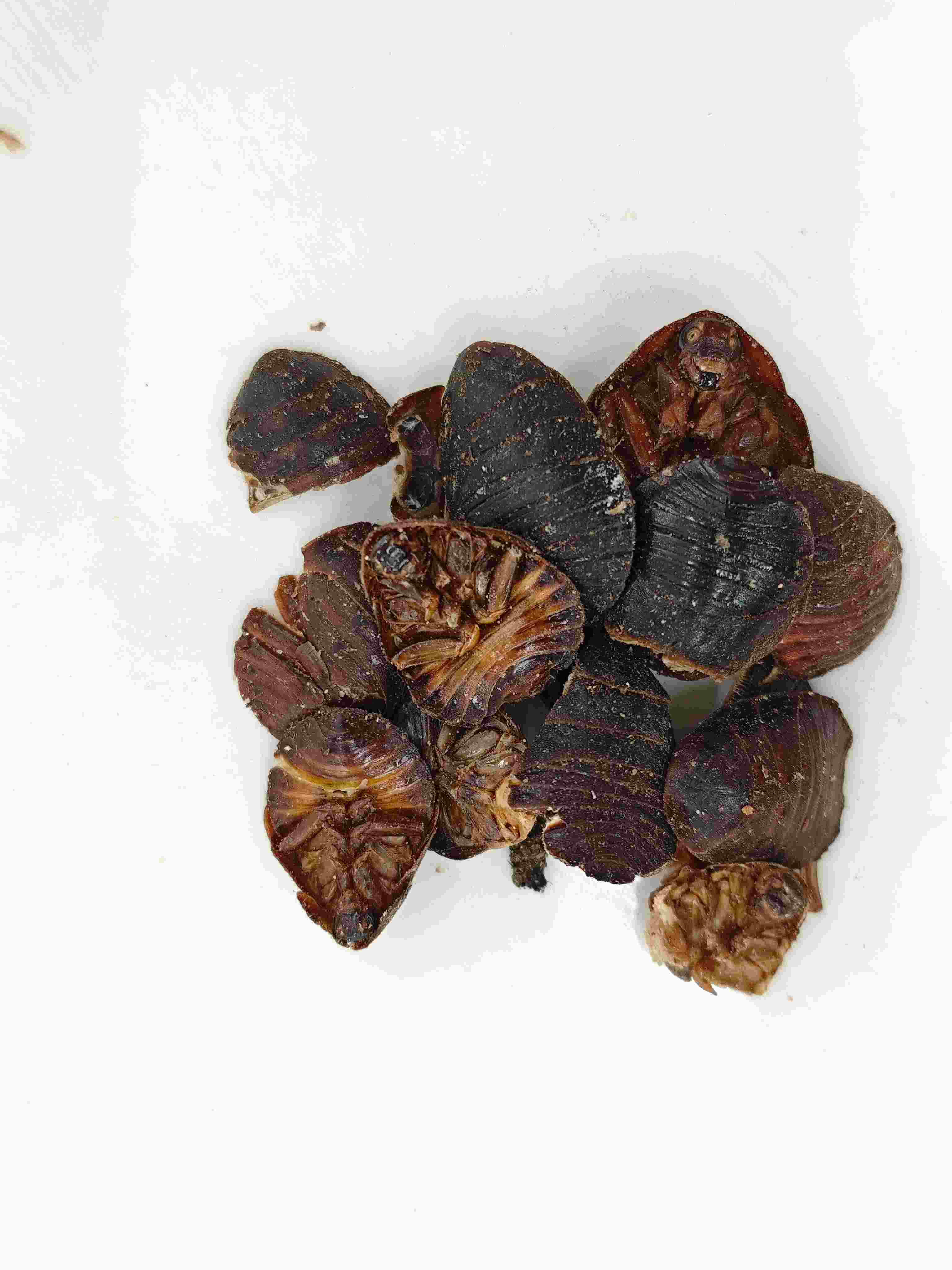 Beetle moulu (tǔbiēchóng)