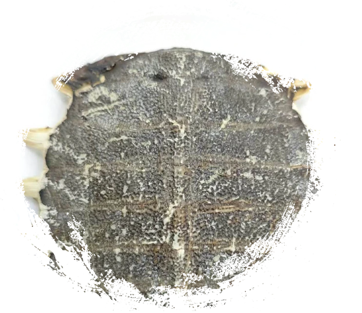 Plastron de tortue softhell (biējiǎ)