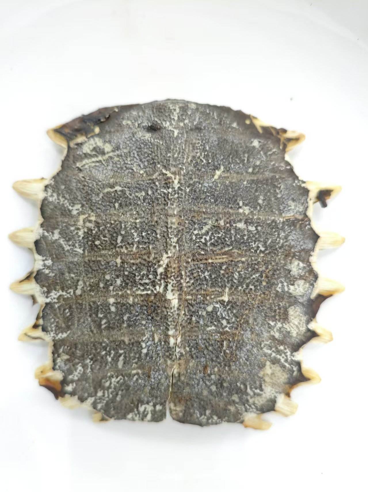 Plastron de tortue softhell (biējiǎ)