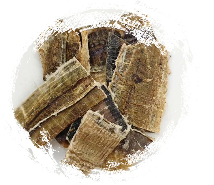 Terre de terre (dìlóng)