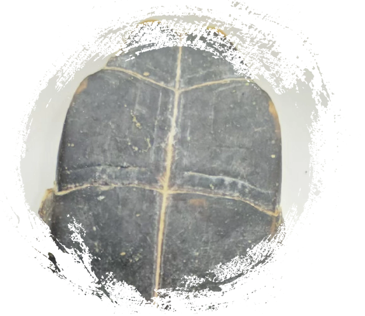 Shell de tortue (guījiǎ)