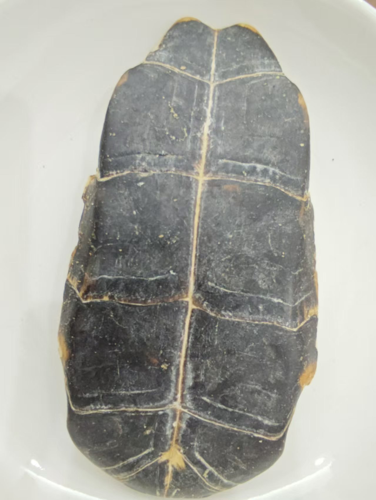 Shell de tortue (guījiǎ)