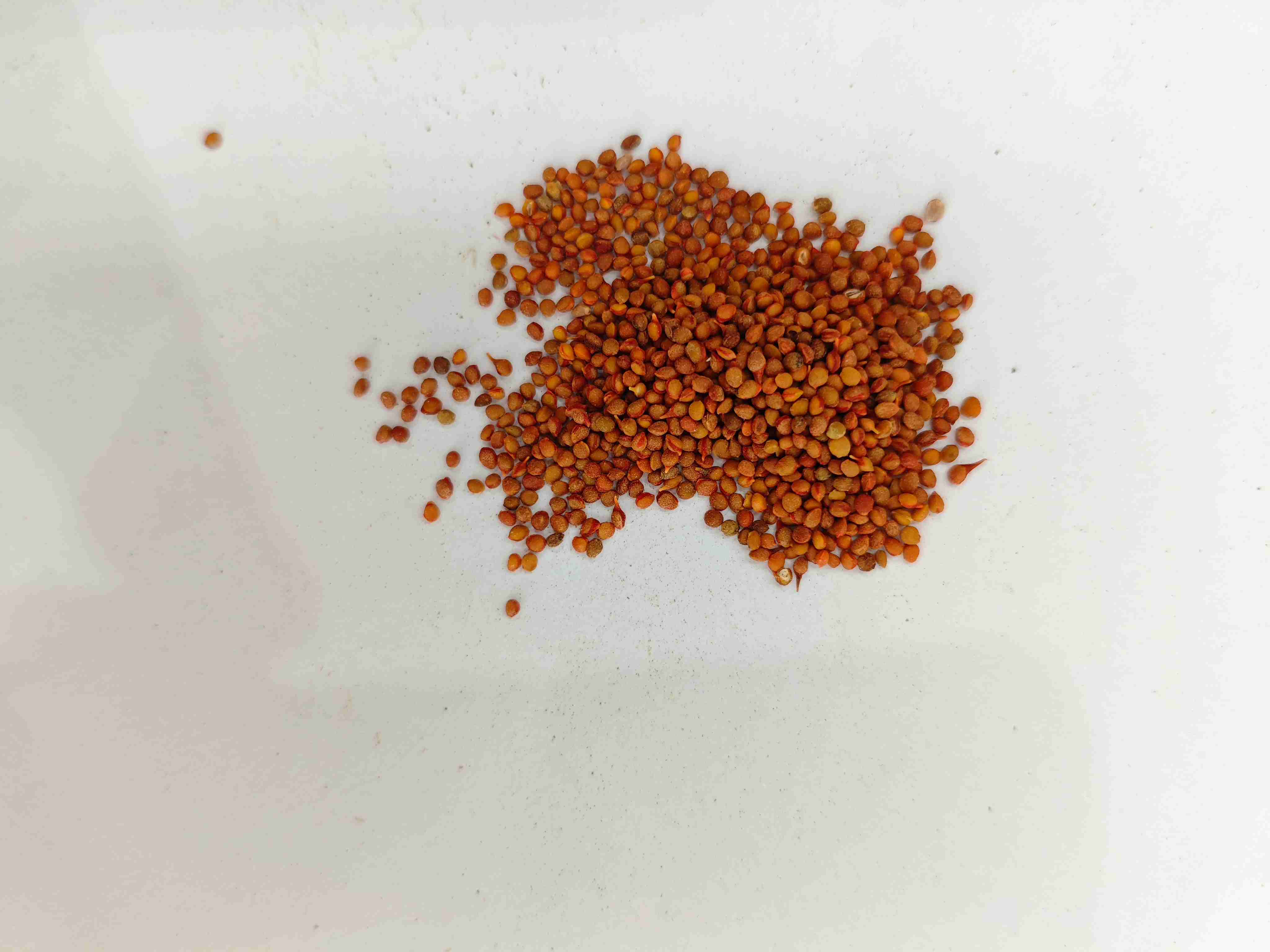 Fruit de mûrier en papier (chǔshízǐ)