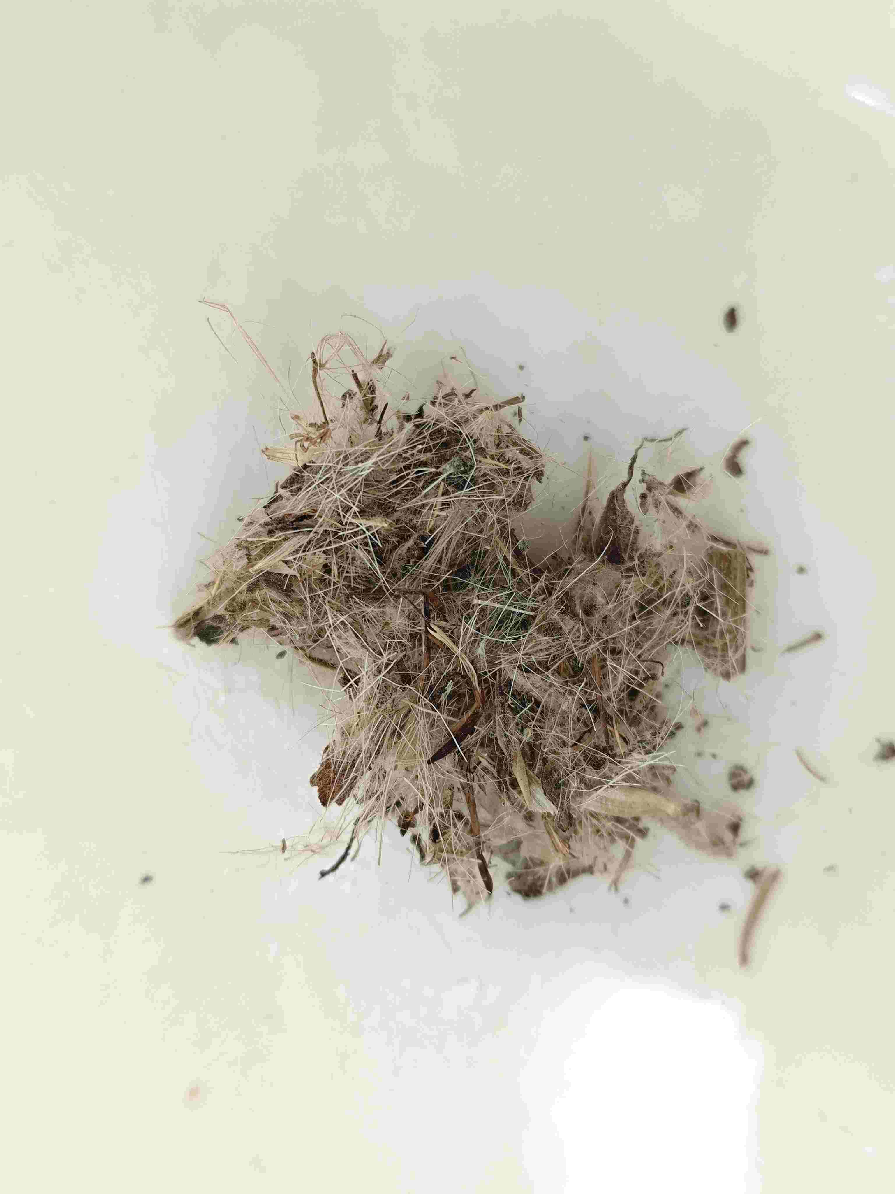 Grand chardon (d&agrave;j&igrave;)