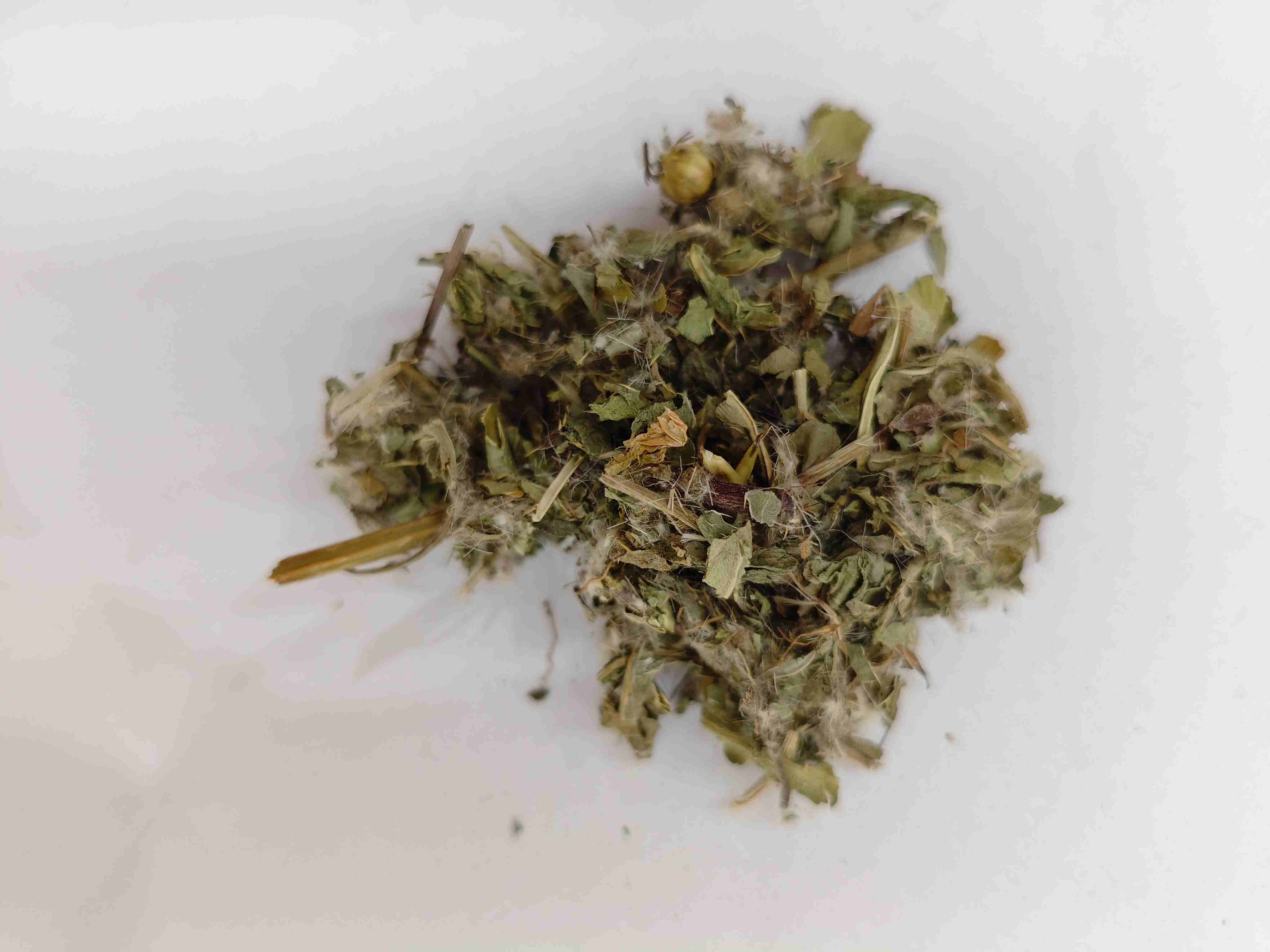 Chardon moindre (xiǎo jì)
