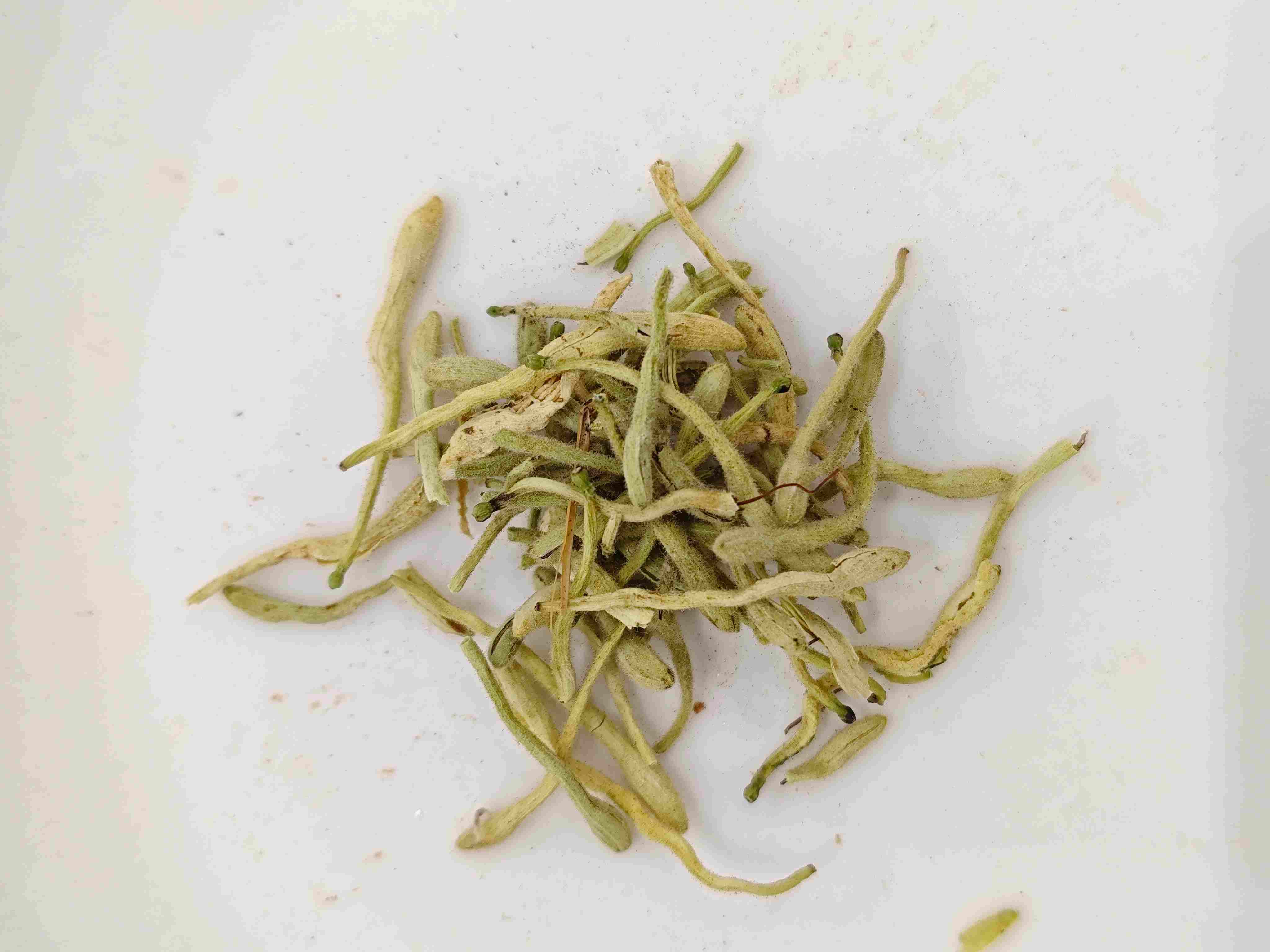 Honeysuckle Flower (Jīnyínhuā)