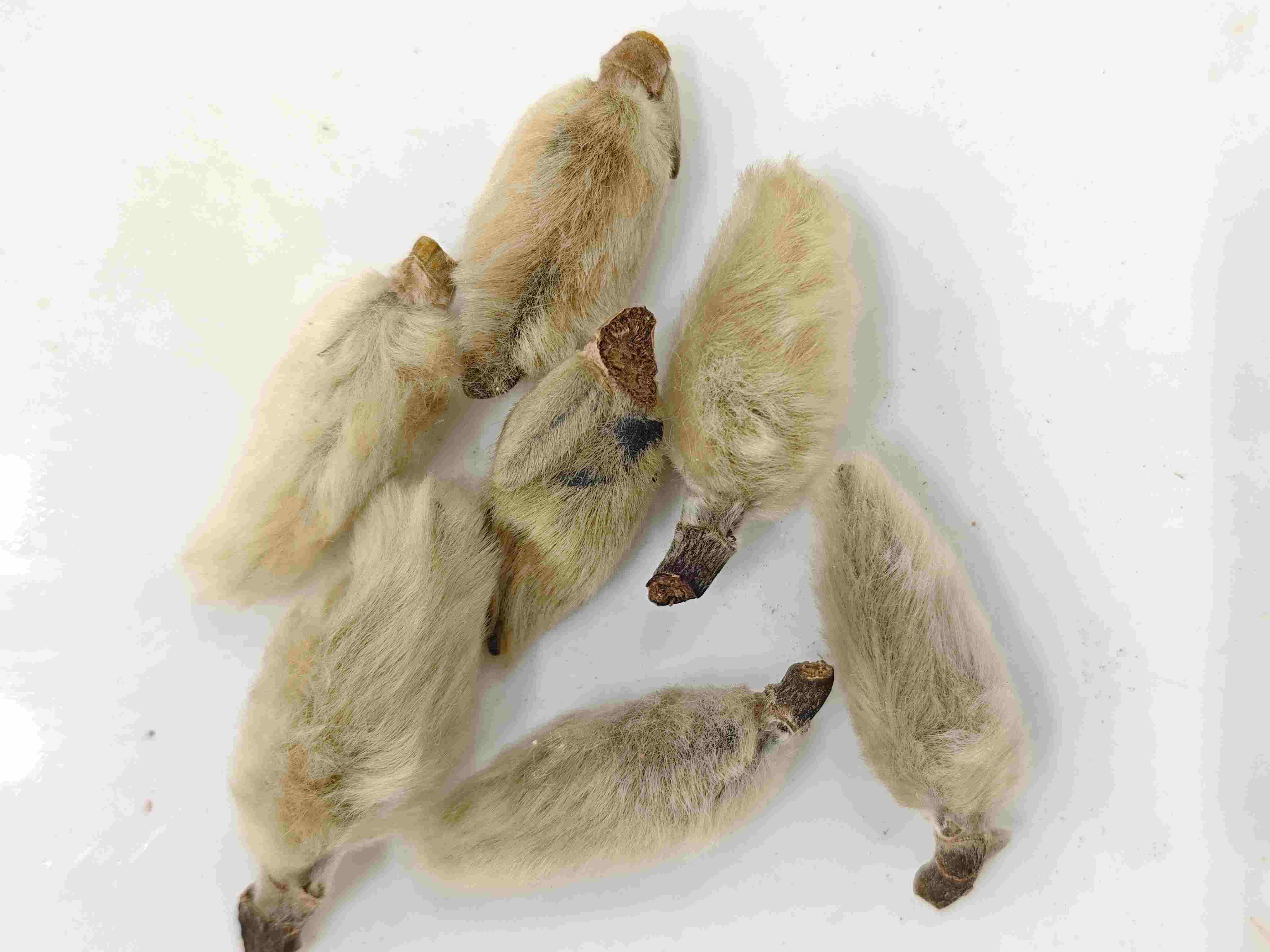 Magnolia Flower Bourds (xīnyí)