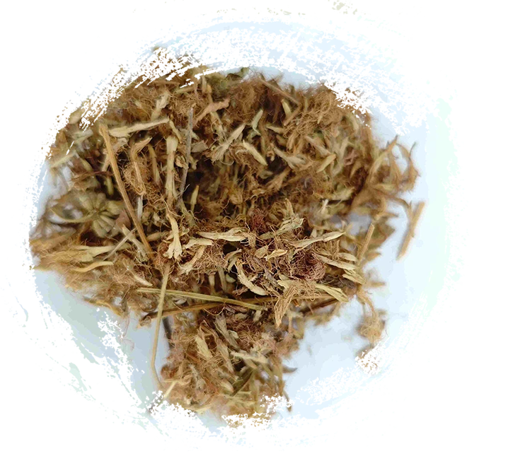 Fleur de la soie (Héhuān Huā)