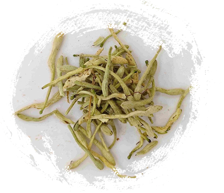 Honeysuckle Flower (Jīnyínhuā)