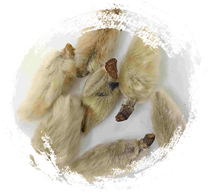 Magnolia Flower Bourds (xīnyí)