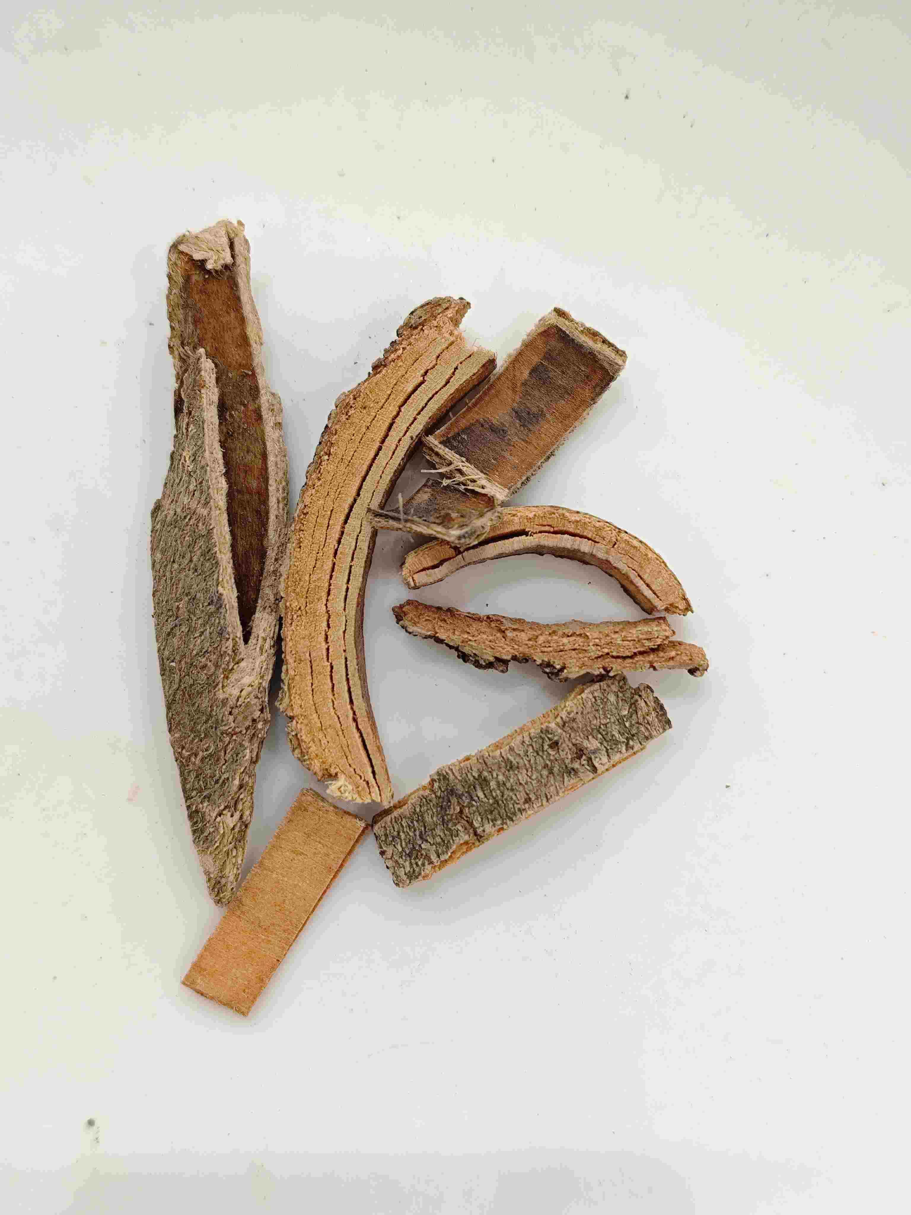 Écorce de cendre chinoise (Qín Pí)