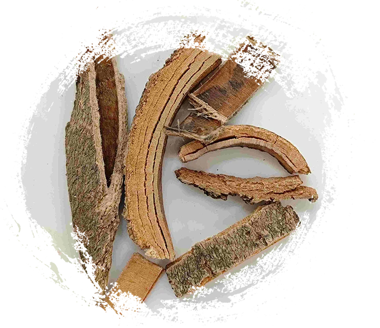 Écorce de cendre chinoise (Qín Pí)