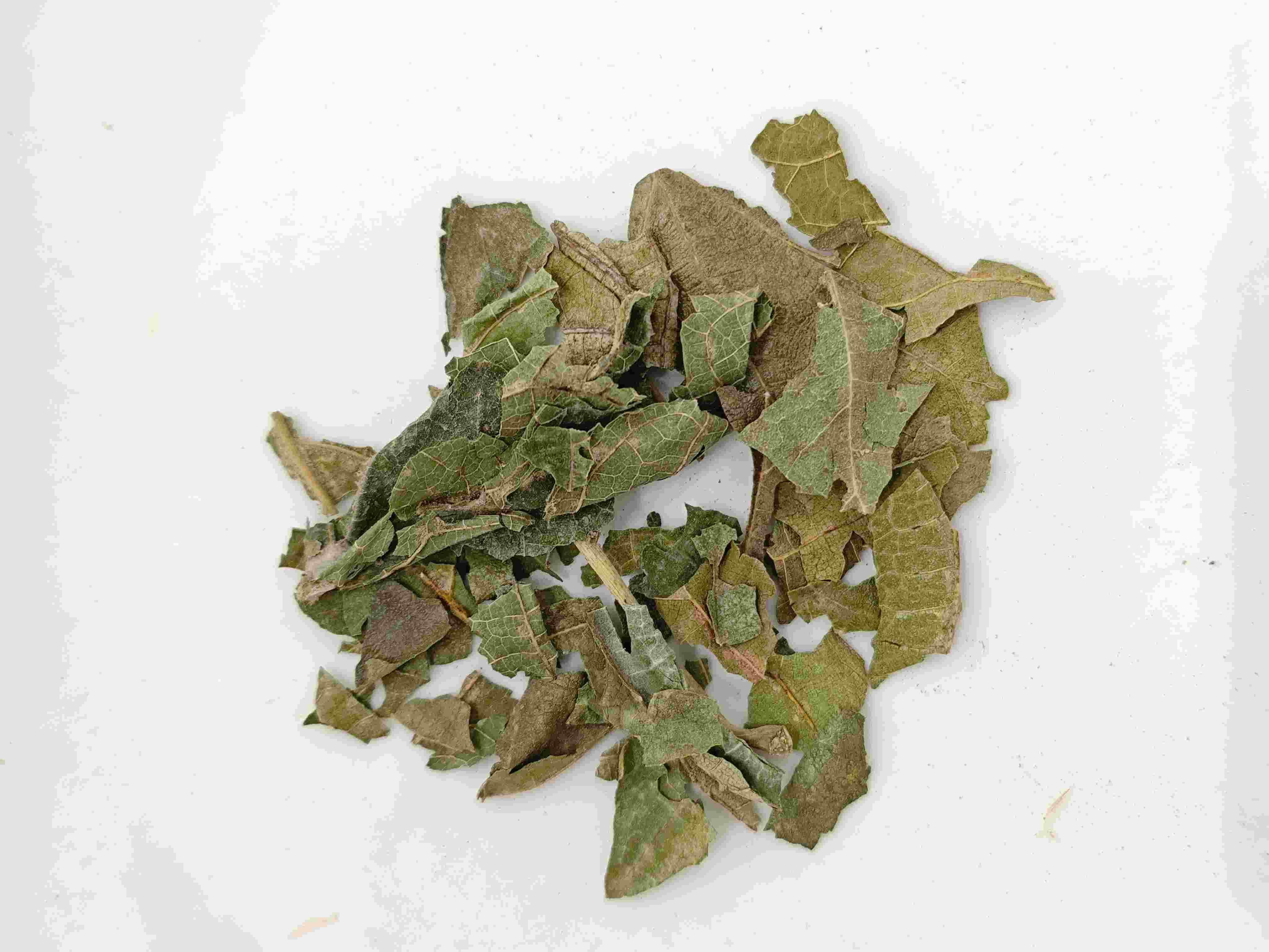 Feuille de mûrier (sāng yè)
