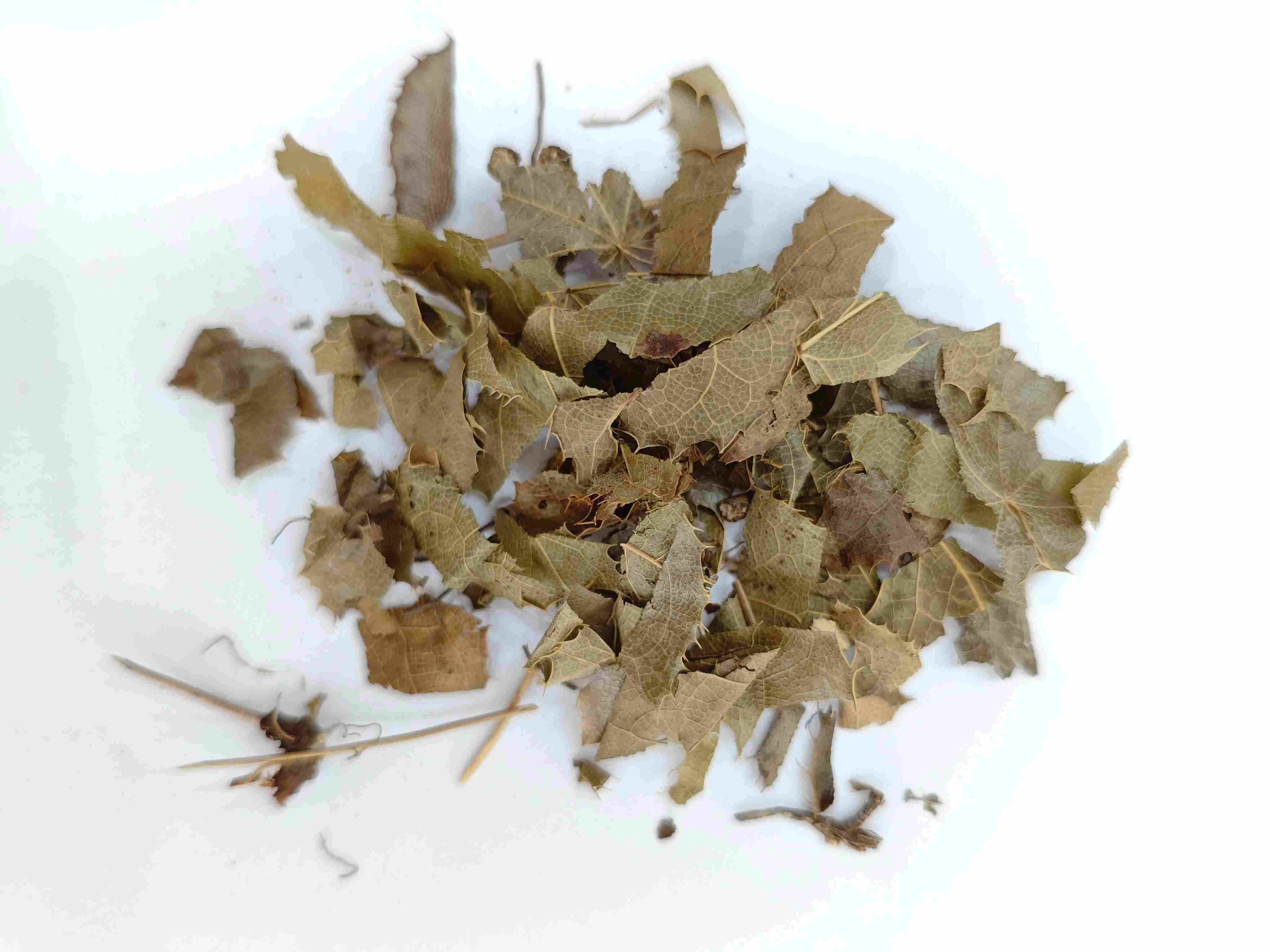 Epimedium (yínyáng huò)